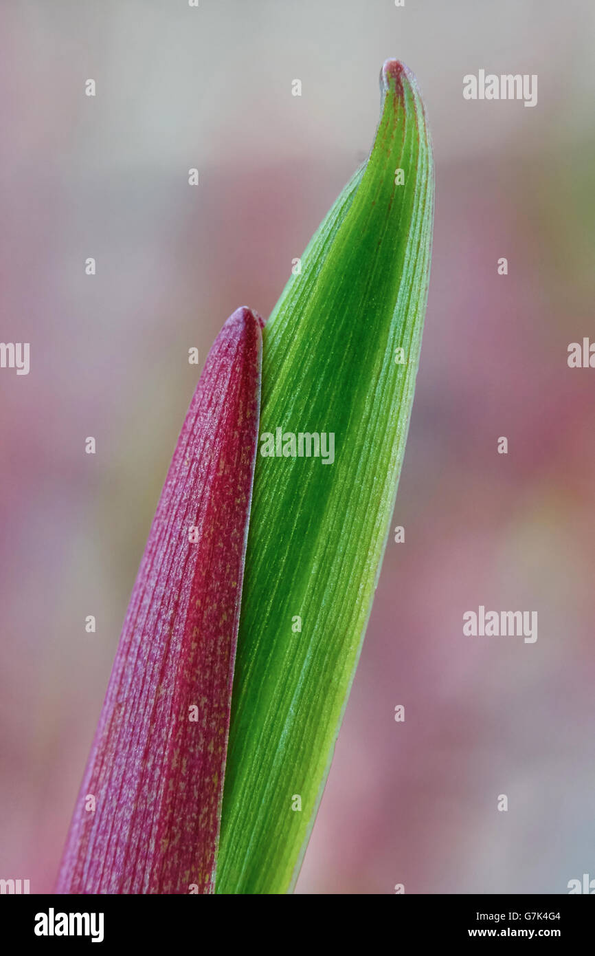 Germoglio di un Salomone eurasiatica del sigillo in giardino Foto Stock