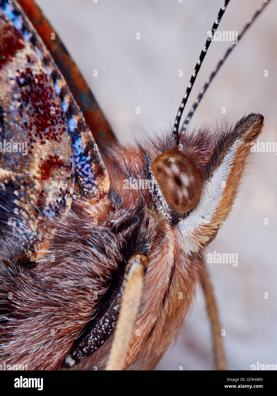 Admiral (Vanessa Atalanta) nel giardino in un giorno di estate crogiolarsi sulla ghiaia Foto Stock