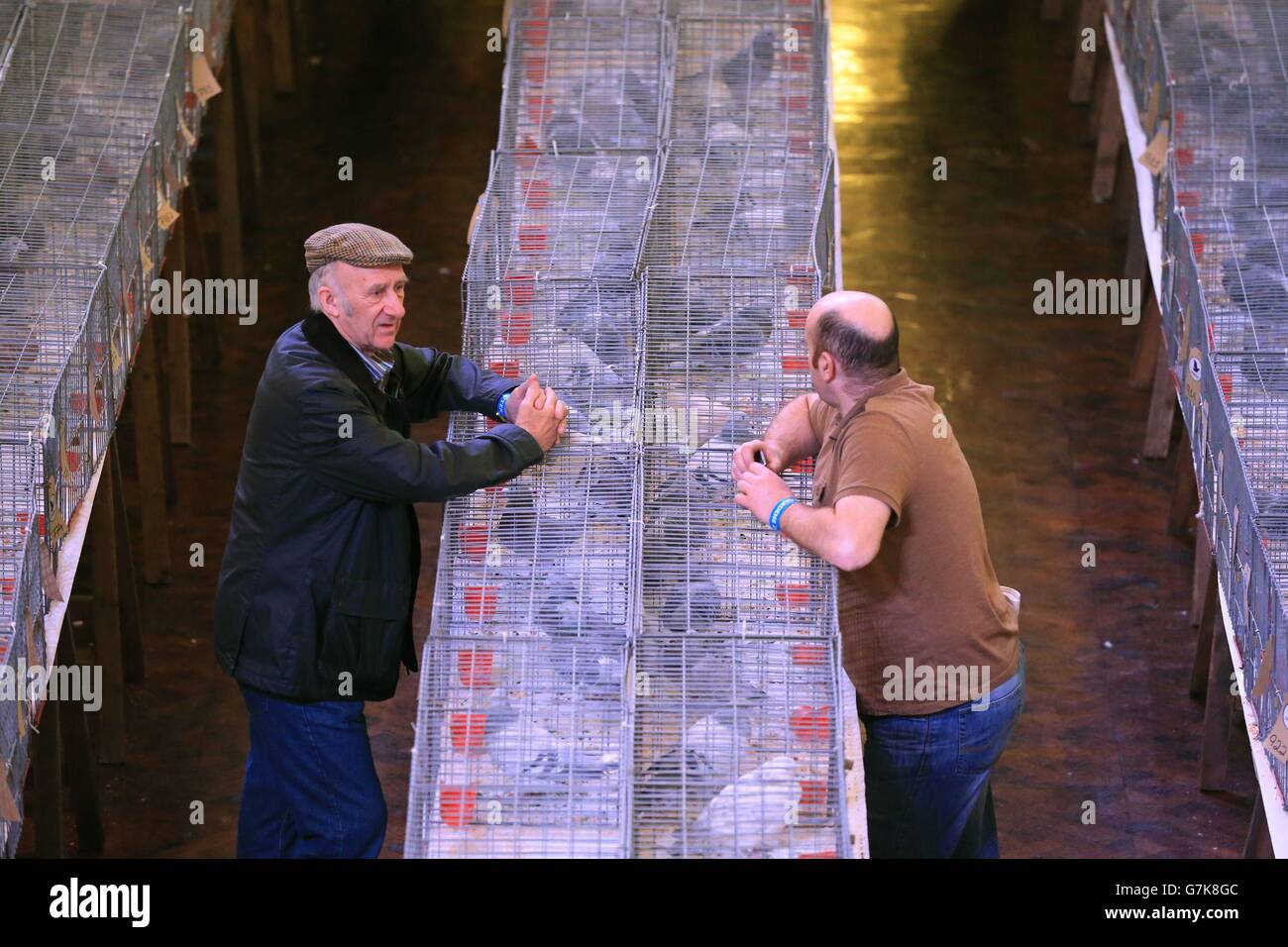 I piccioni in mostra, mentre i piccioni si riuniscono per il British Homing World Show of the Year ai Winter Gardens di Blackpool. Foto Stock