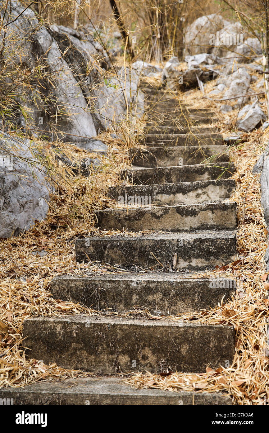 Passi concreti essiccato foglie di bambù che conduce fino al nulla con rocce sui lati Foto Stock