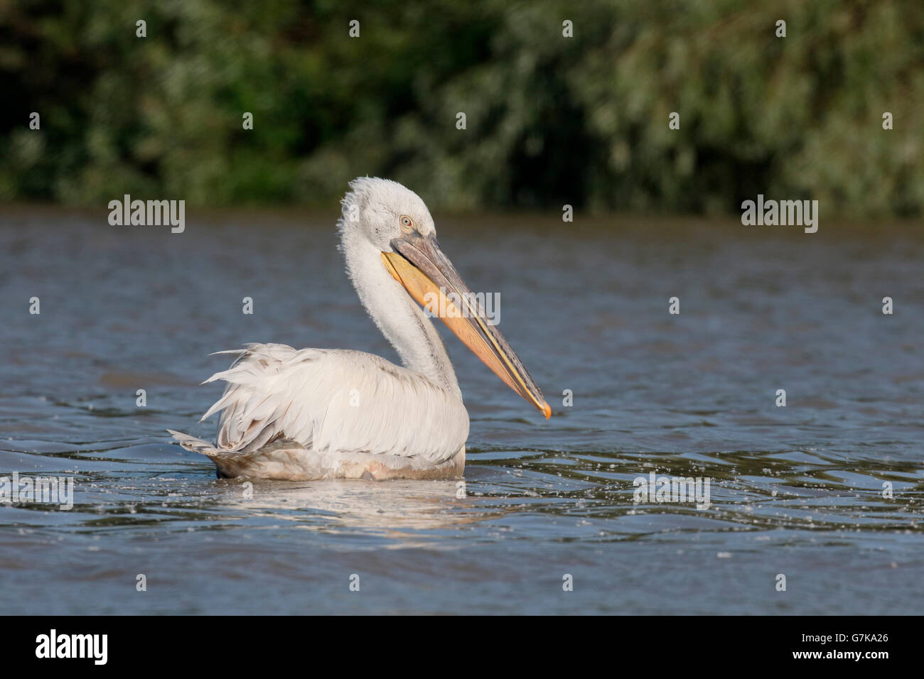 Pellicano dalmata, Pelecanus crispus, singolo uccello sull'acqua, Romania, Giugno 2016 Foto Stock