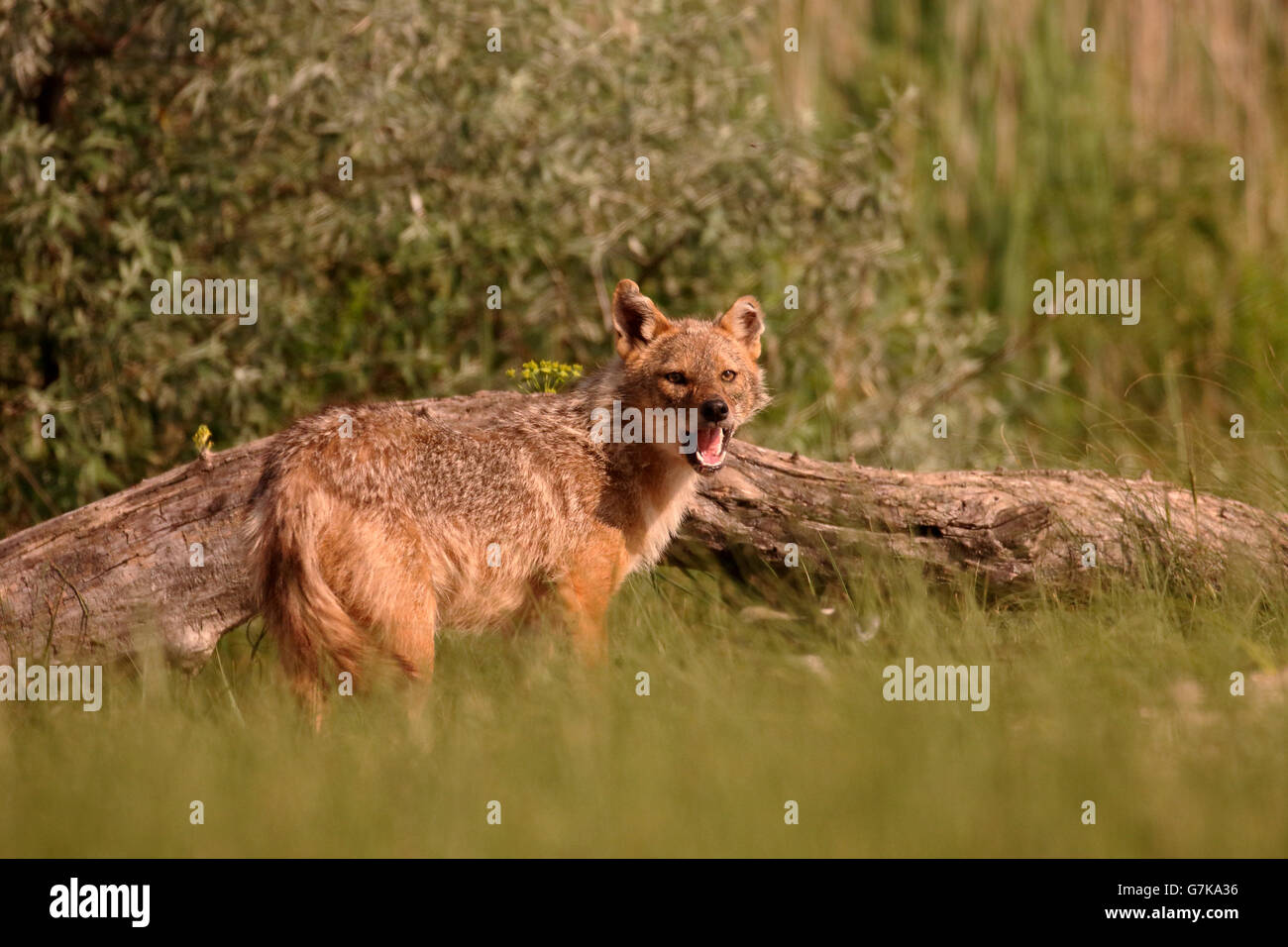 Jackal europea, Canis aureus moreoticus, unico mammifero su erba, Romania, Giugno 2016 Foto Stock