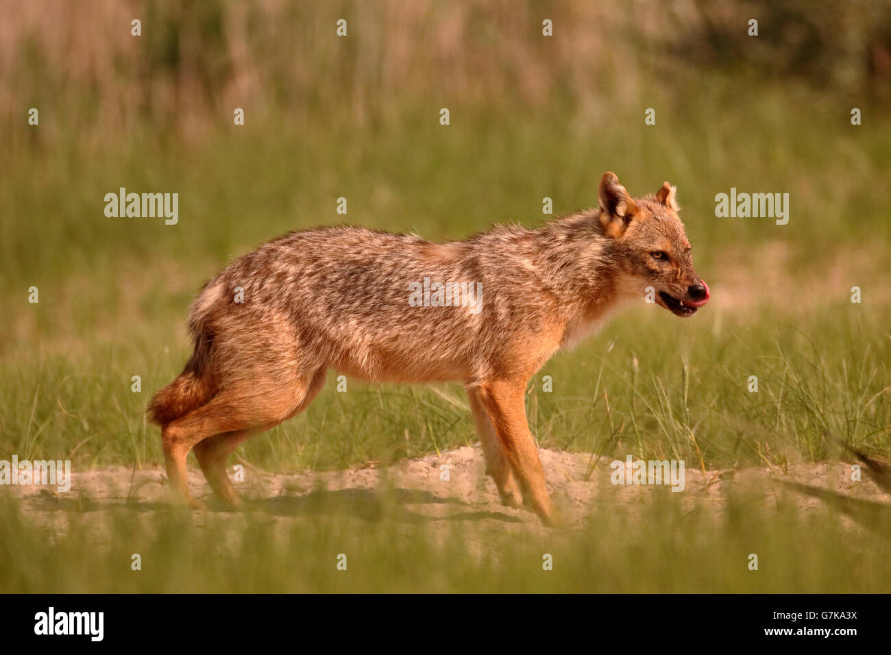 Jackal europea, Canis aureus moreoticus, unico mammifero su erba, Romania, Giugno 2016 Foto Stock