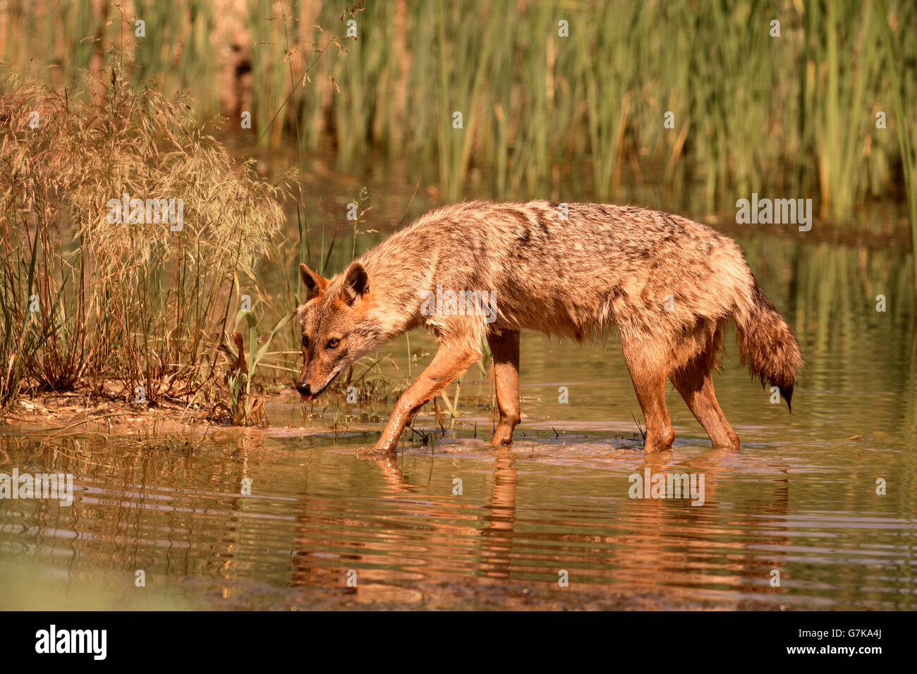 Jackal europea, Canis aureus moreoticus, unico mammifero in acqua, Romania, Giugno 2016 Foto Stock