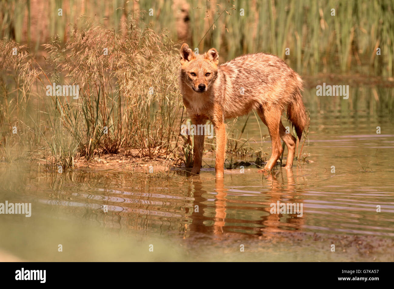 Jackal europea, Canis aureus moreoticus, unico mammifero in acqua, Romania, Giugno 2016 Foto Stock