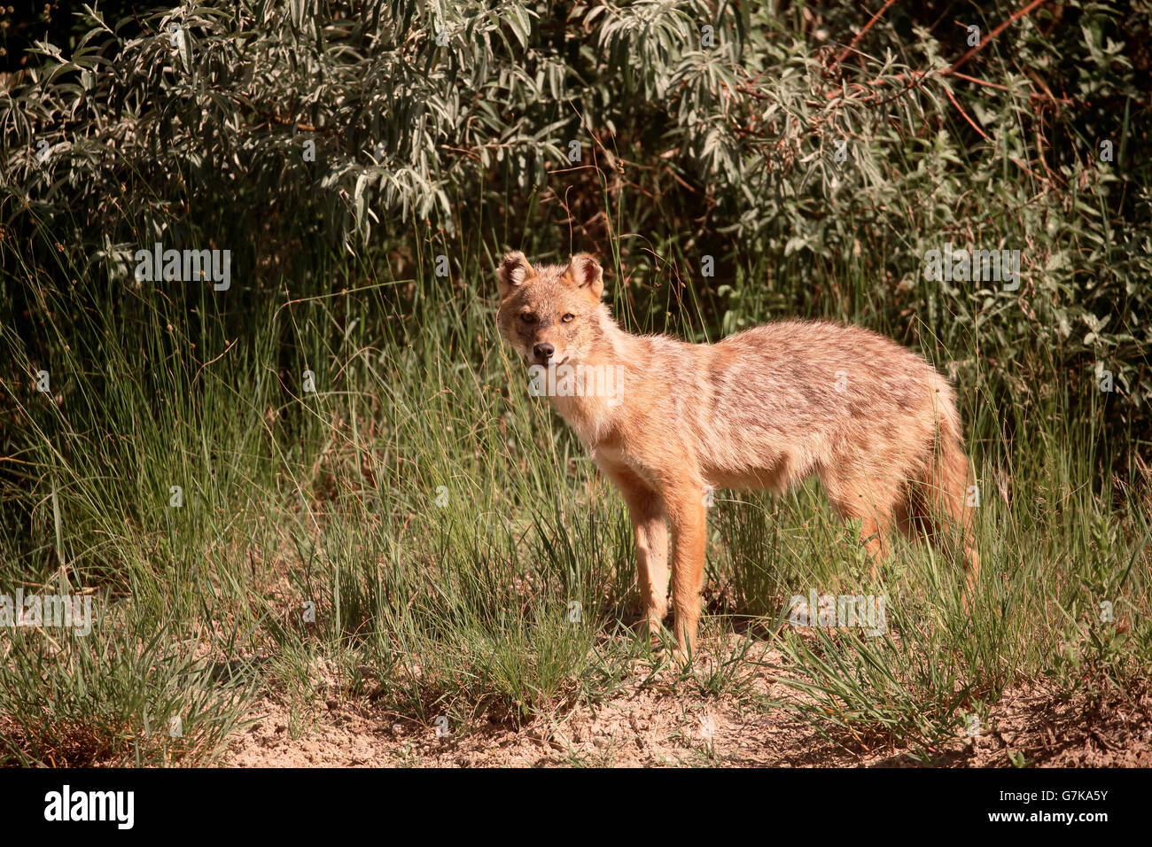 Jackal europea, Canis aureus moreoticus, unico mammifero su erba, Romania, Giugno 2016 Foto Stock