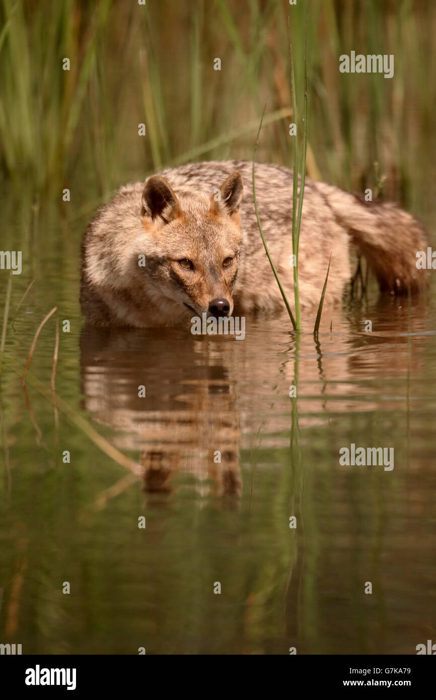 Jackal europea, Canis aureus moreoticus, unico mammifero in acqua, Romania, Giugno 2016 Foto Stock