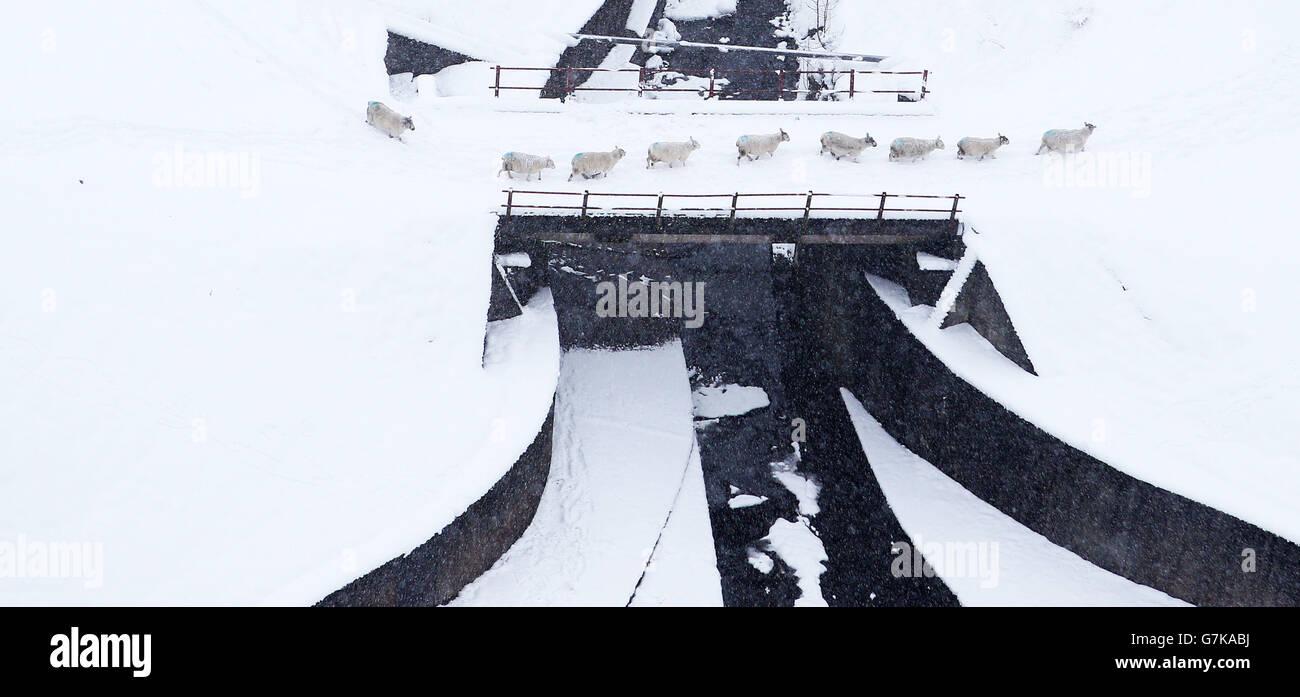 Le pecore attraversano un ponte sotto la diga del serbatoio di Baitings coperta di neve, mentre il freddo scatto continua. Foto Stock