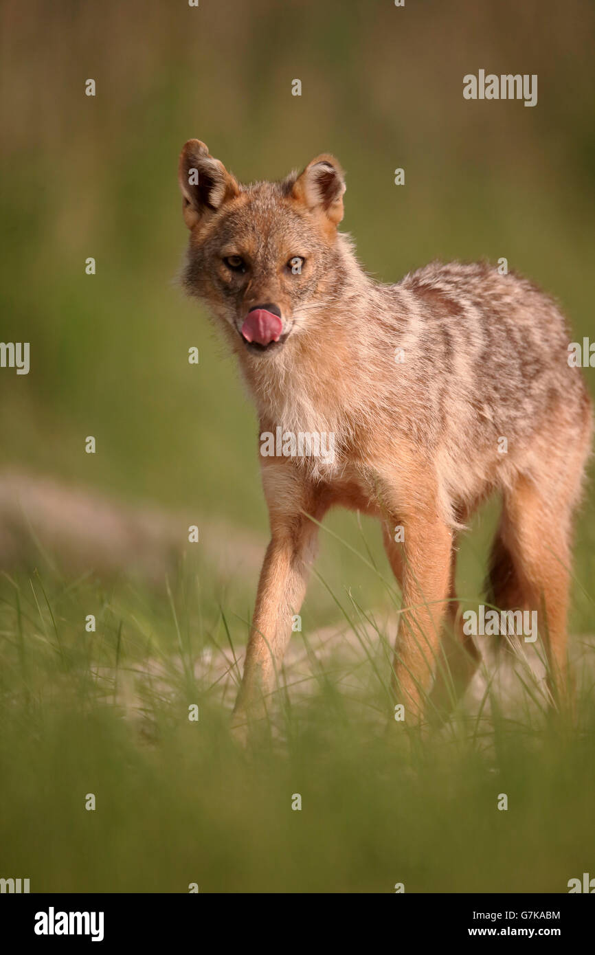 Jackal europea, Canis aureus moreoticus, unico mammifero su erba, Romania, Giugno 2016 Foto Stock