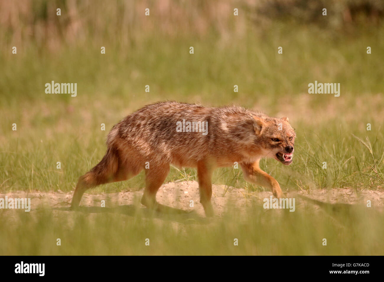 Jackal europea, Canis aureus moreoticus, unico mammifero su erba, Romania, Giugno 2016 Foto Stock