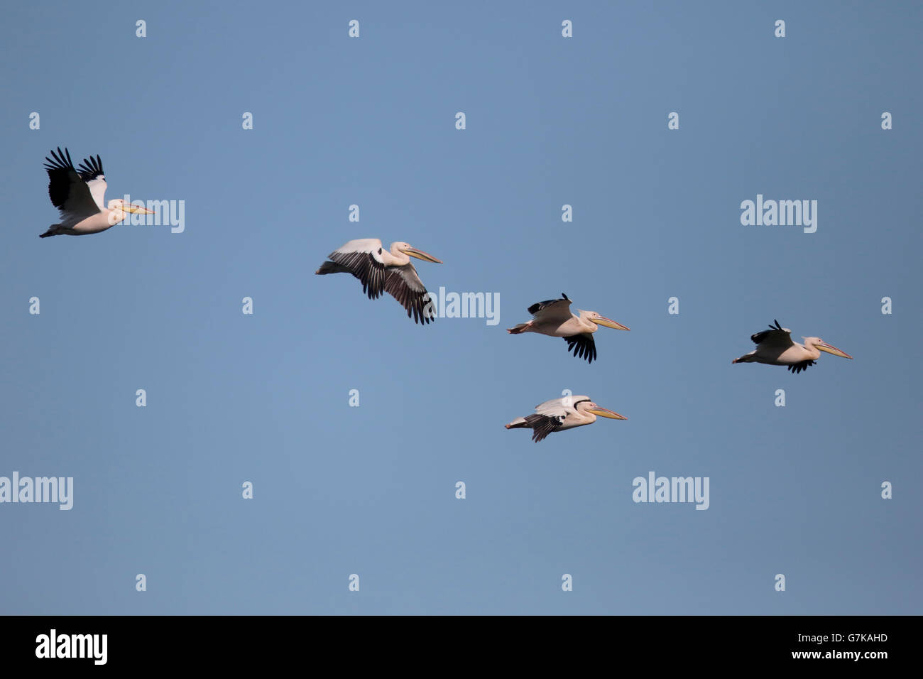 Grande bianco-pelican, Pelecanus onocrotalus, Gruppo in volo, Romania, Giugno 2016 Foto Stock