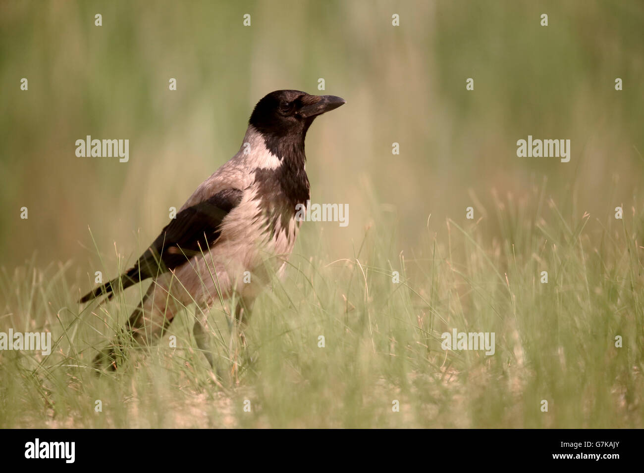 Cornacchia mantellata, Corvus corone cornix, singolo uccello in erba, Romania, Giugno 2016 Foto Stock