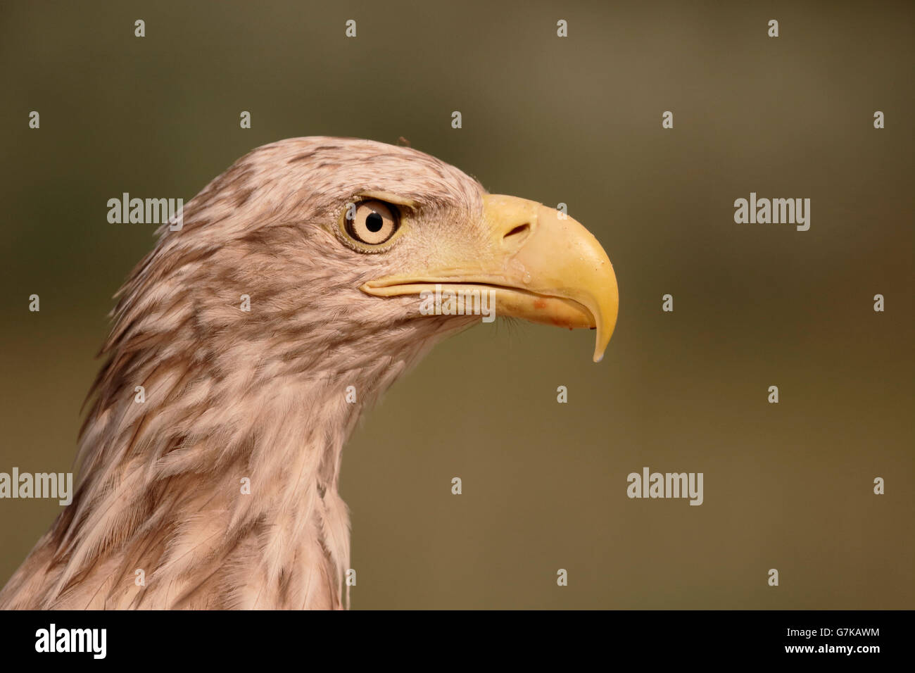 White-tailed sea-eagle, Haliaeetus albicilla, singolo uccello sull'erba, Romania, Giugno 2016 Foto Stock