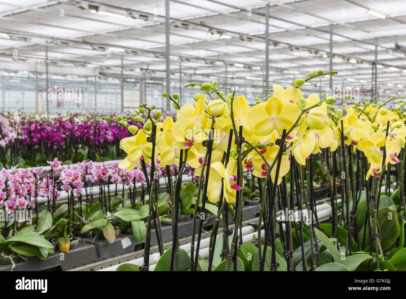 Colorato di giallo dei fiori di orchidea che cresce in una grande serra Foto Stock