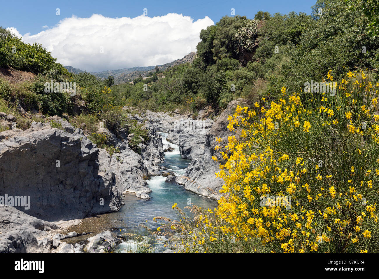 Gola dell'Alcantara con la fioritura di ginestra in Sicilia, Italia Foto Stock