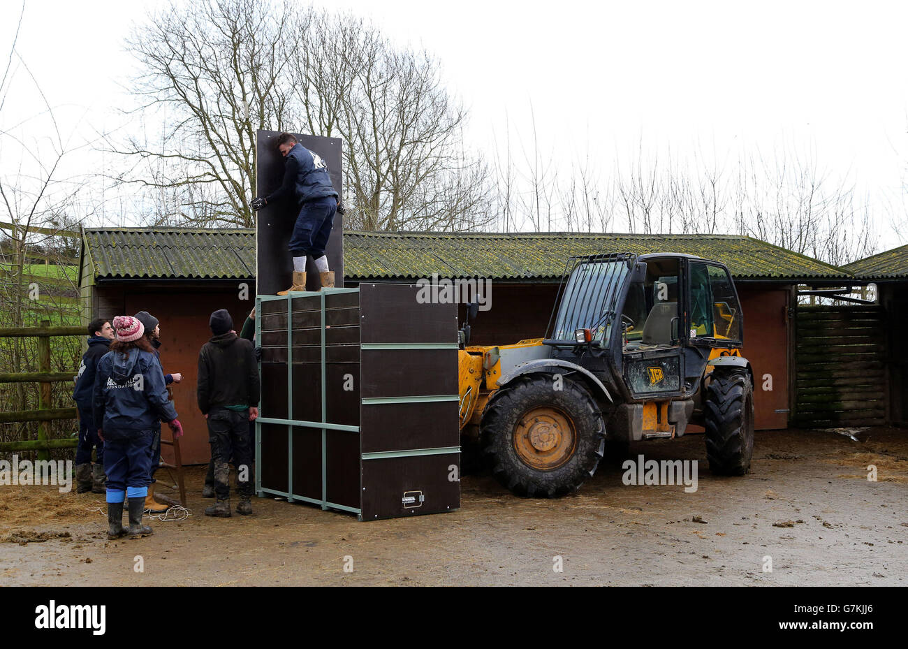 I custodi spostano tre zebre gelatinose maschili dal loro recinto al Port Lympne Wild Animal Park vicino Ashford, Kent, per essere trasportati in una riserva a Gibuti, Africa via Parigi. Foto Stock