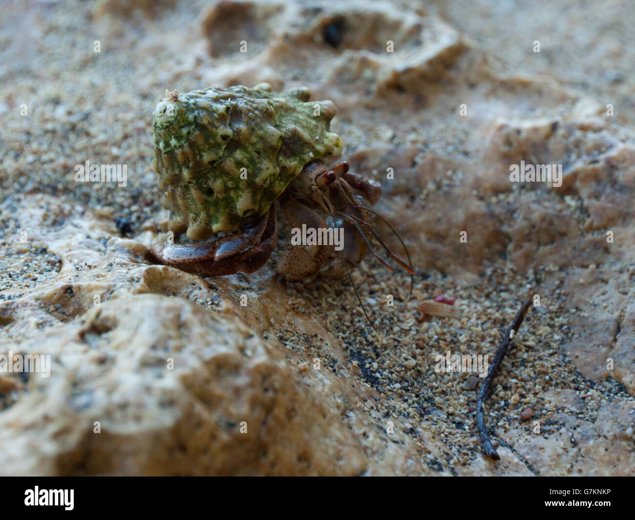 Granchio di Hermit macro Foto Stock