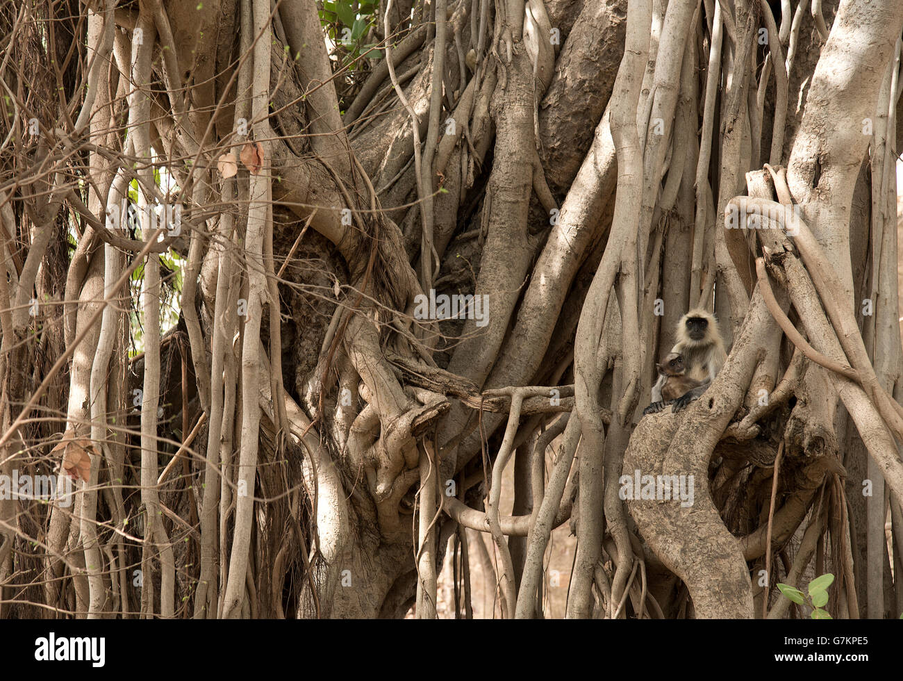 L'immagine di comune Langur ( Semnopithecus entellus ) è stata presa nel parco nazionale di Ranthambore, India Foto Stock