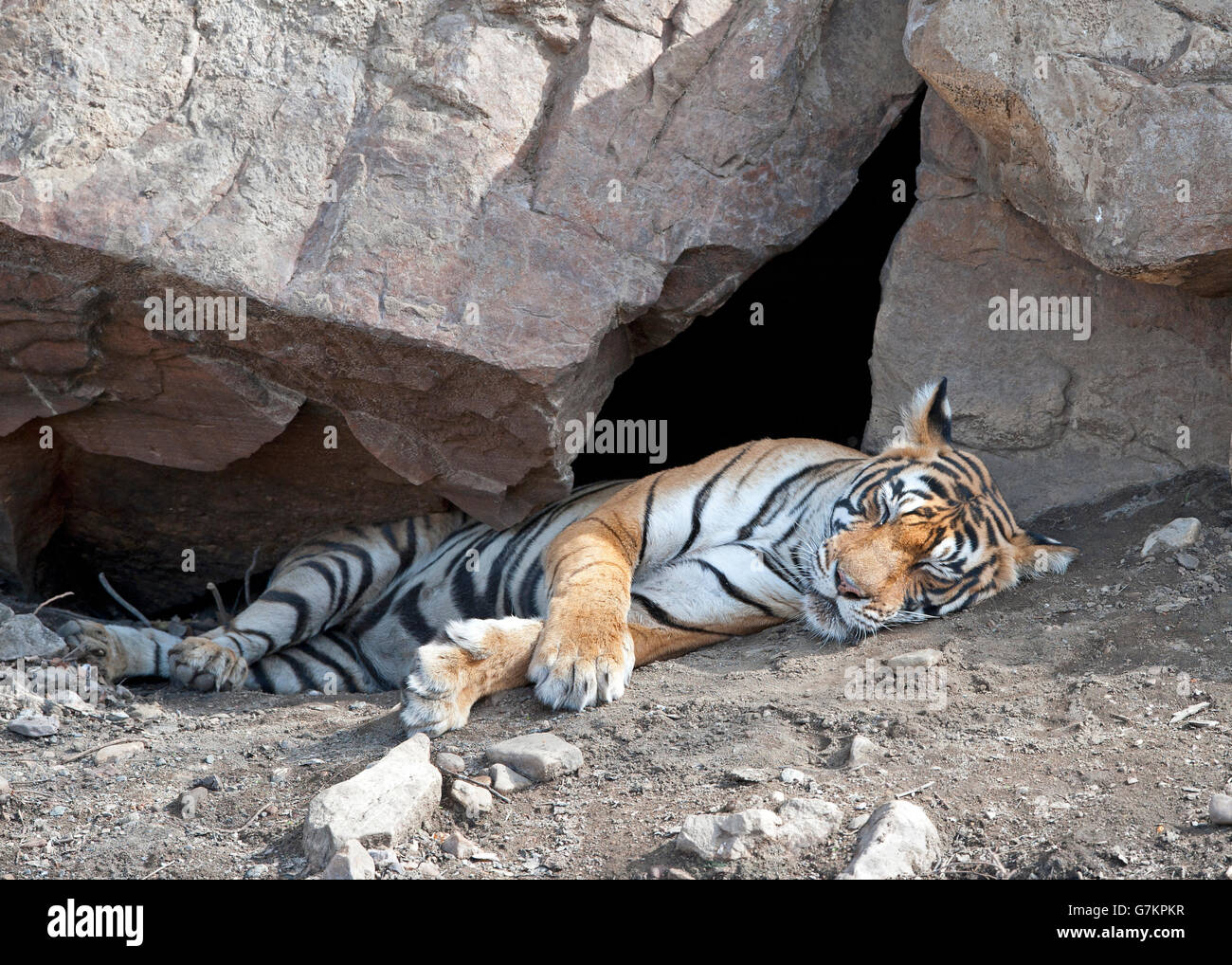 L'immagine della tigre ( Panthera tigris ) Noor o T39 è stata presa in Ranthambore, India Foto Stock