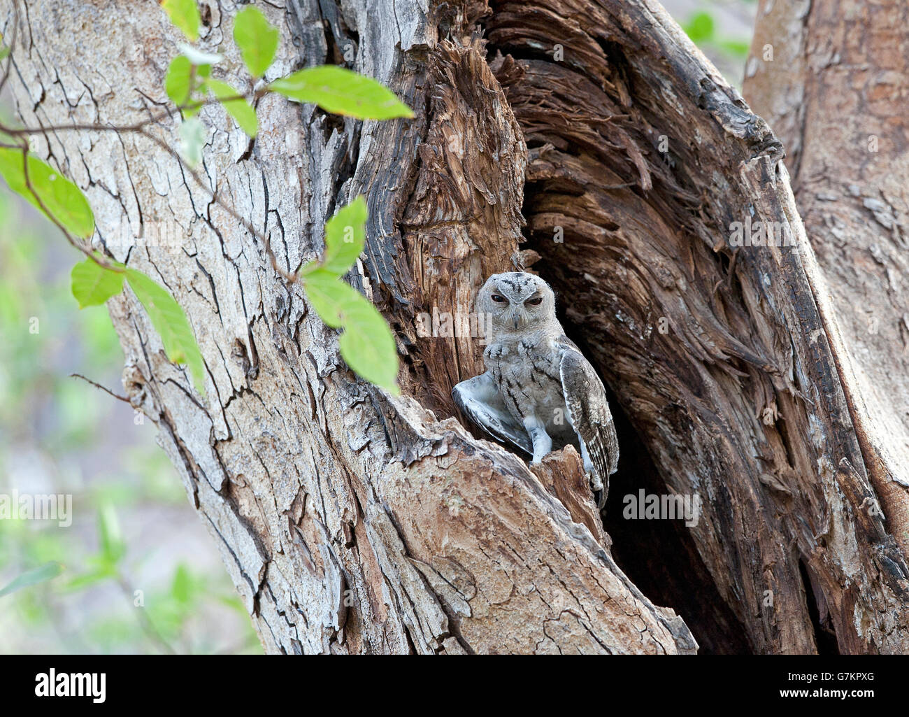 L'immagine di indiani Assiolo (Otus bakkamoena) è stato preso in Ranthambore, India Foto Stock