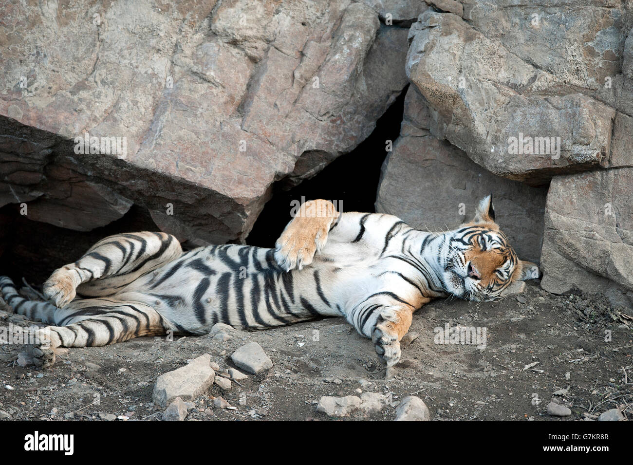 L'immagine della tigre ( Panthera tigris ) Noor o T39 è stata presa in Ranthambore, India Foto Stock