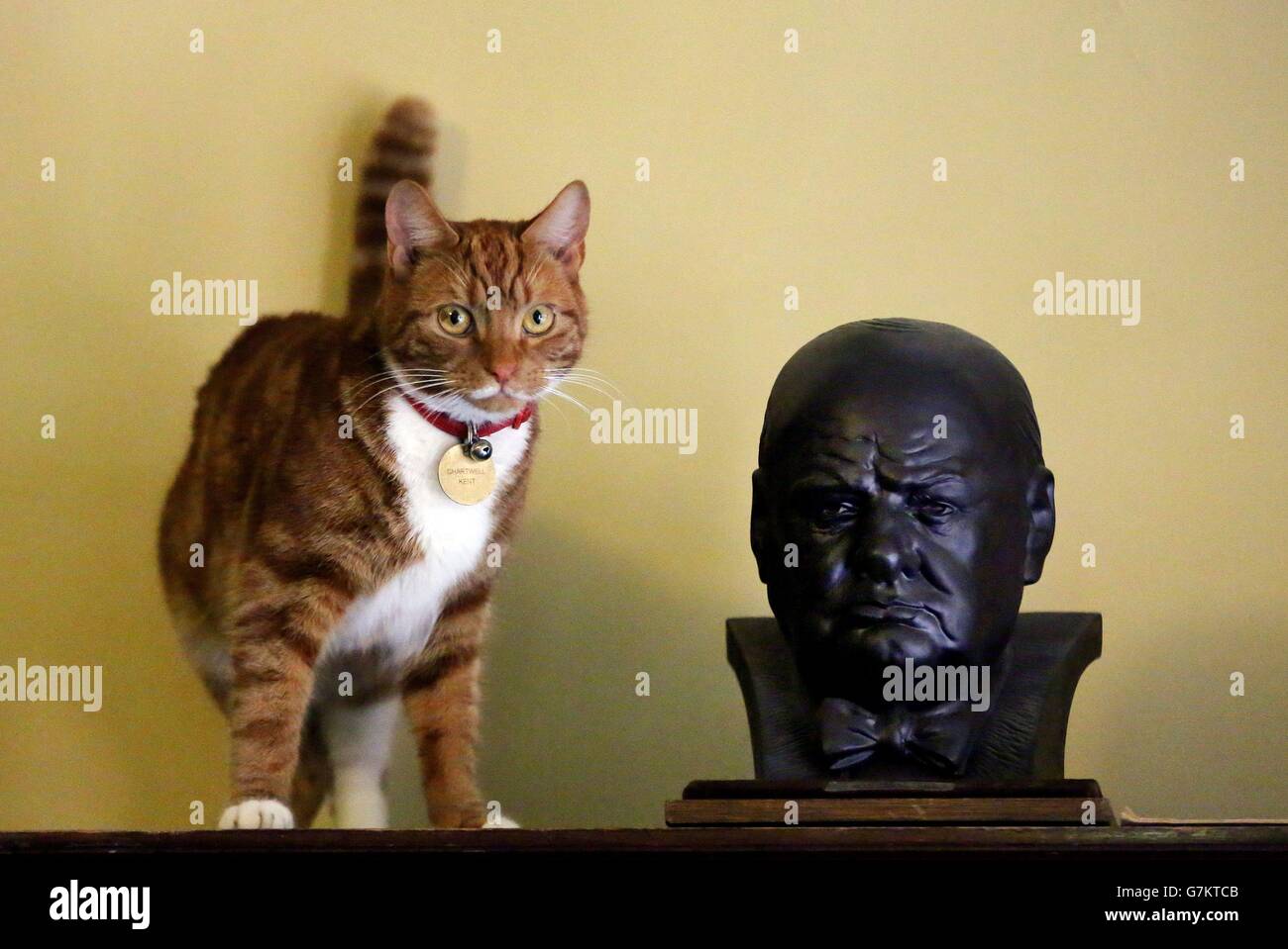 Jock VI, l'attuale gatto in residenza, accanto ad un busto di Sir Winston Churchill durante un'anteprima della mostra 'morte di un eroe' presso la casa della famiglia Winston Churchills Chartwell. Foto Stock