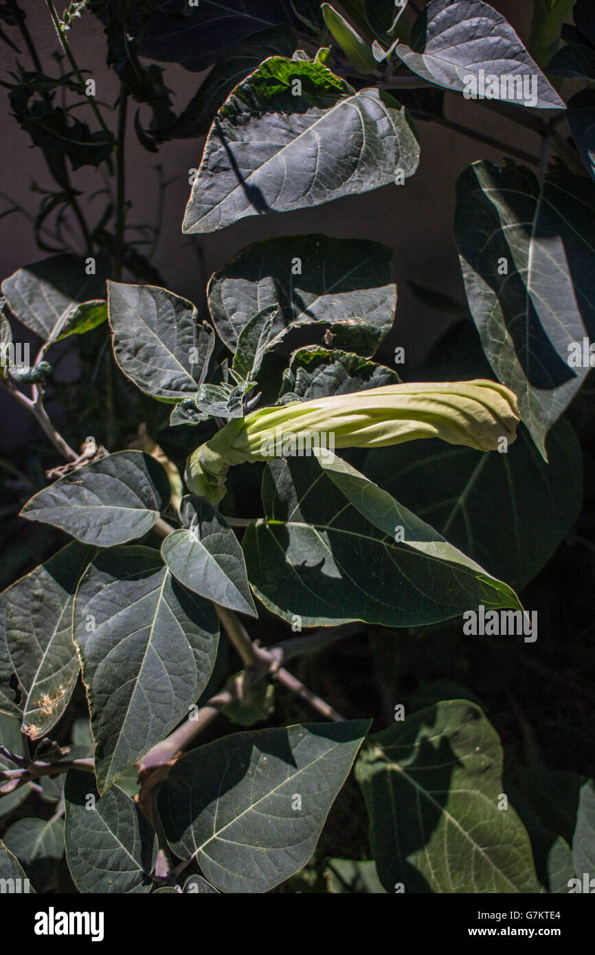 Brugmansia Foto Stock