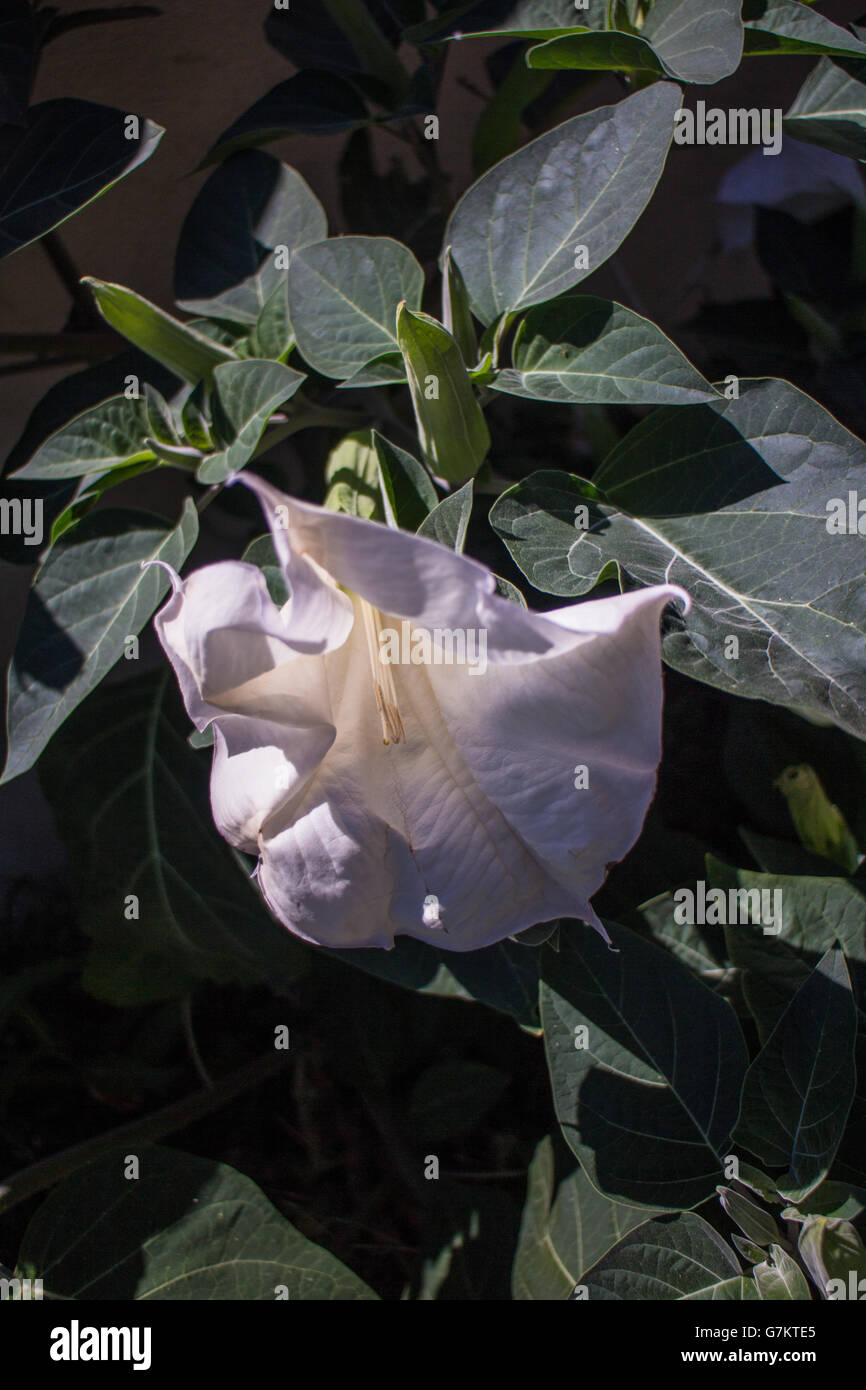 Brugmansia Foto Stock