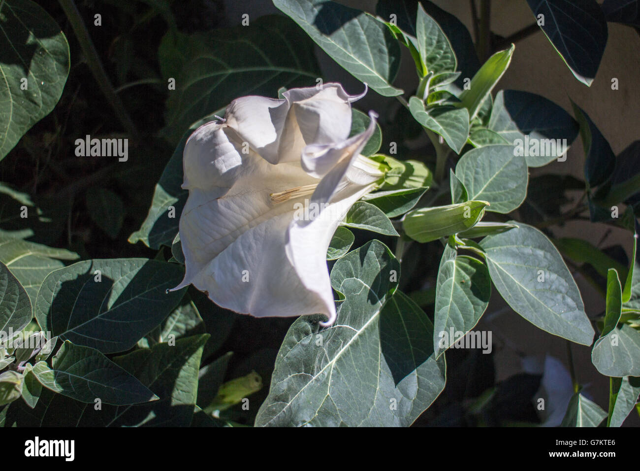 Brugmansia Foto Stock