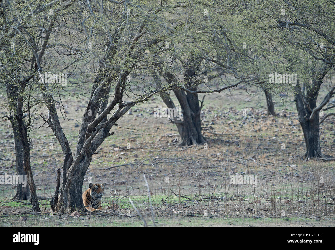 L'immagine della tigre ( Panthera tigris ) Pacman o T85 è stata presa in Ranthambore, India Foto Stock