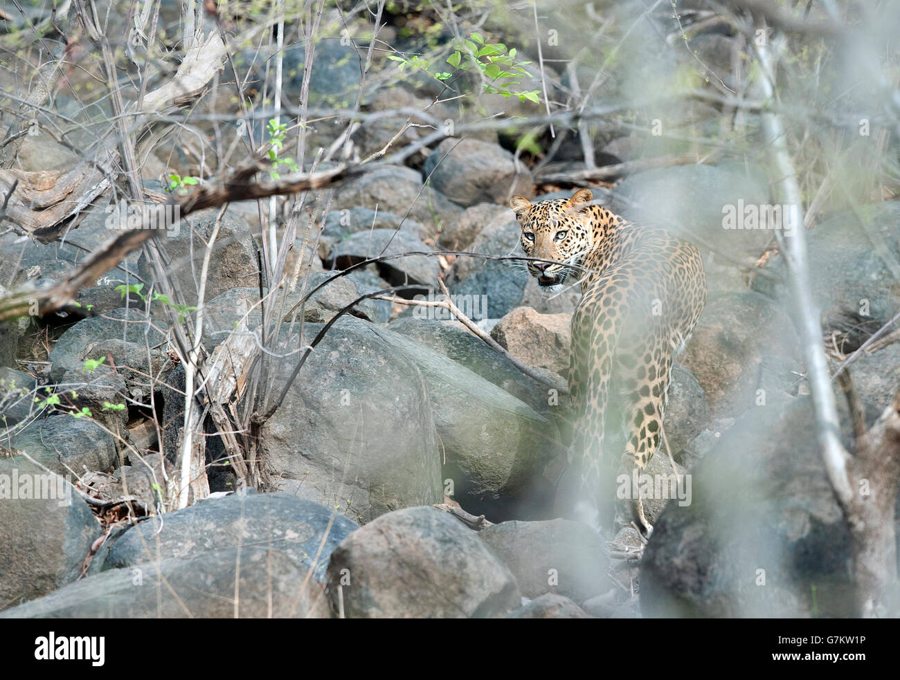 L'immagine di Leopard ( Panthera pardus) è stato preso in Ranthambore, India Foto Stock