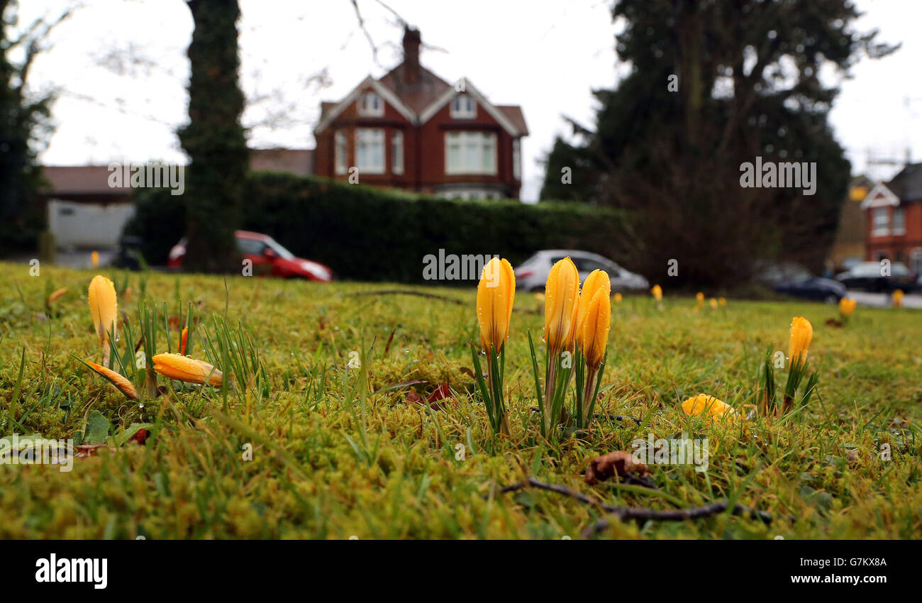 I fiori di Crocus iniziano a fiorire a Balcombe, nel Sussex occidentale, poiché si prevede che il clima gelido attraverseranno il paese nei prossimi giorni. Foto Stock