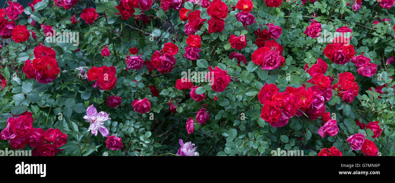 Rosa cespugli di rose. Foto Stock