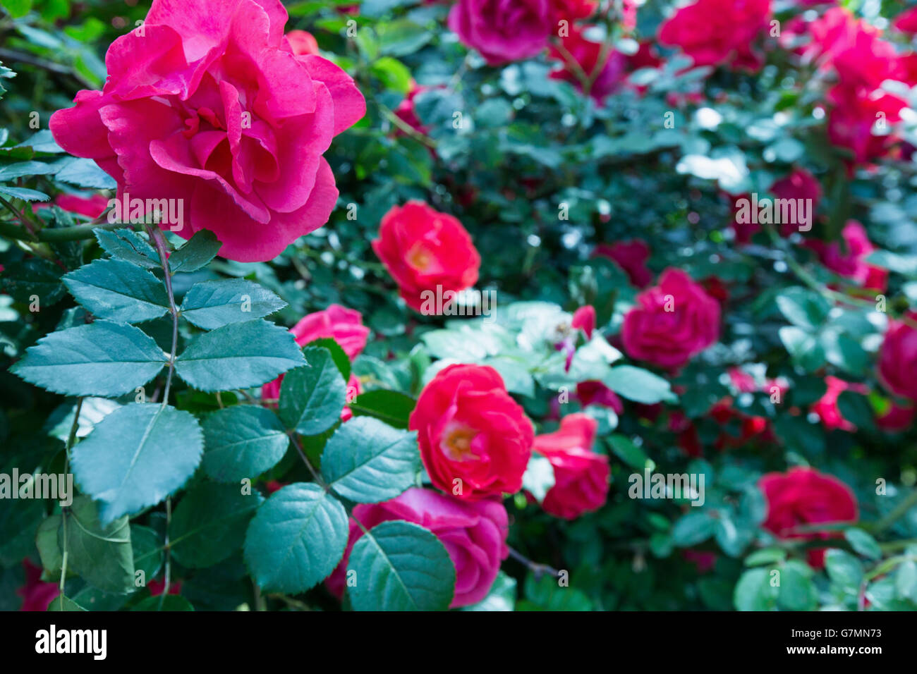 Rosa cespugli di rose. Foto Stock