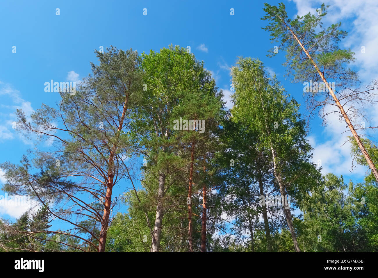 Alberi sul giorno di estate in foresta sul cielo blu sullo sfondo Foto Stock