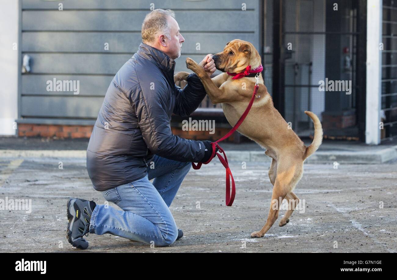 Kai il cane con il suo nuovo proprietario Ian Russell presso un ufficio scozzese SPCA a Glasgow, dopo essere stato abbandonato in una stazione ferroviaria con una valigia piena dei suoi beni. Foto Stock
