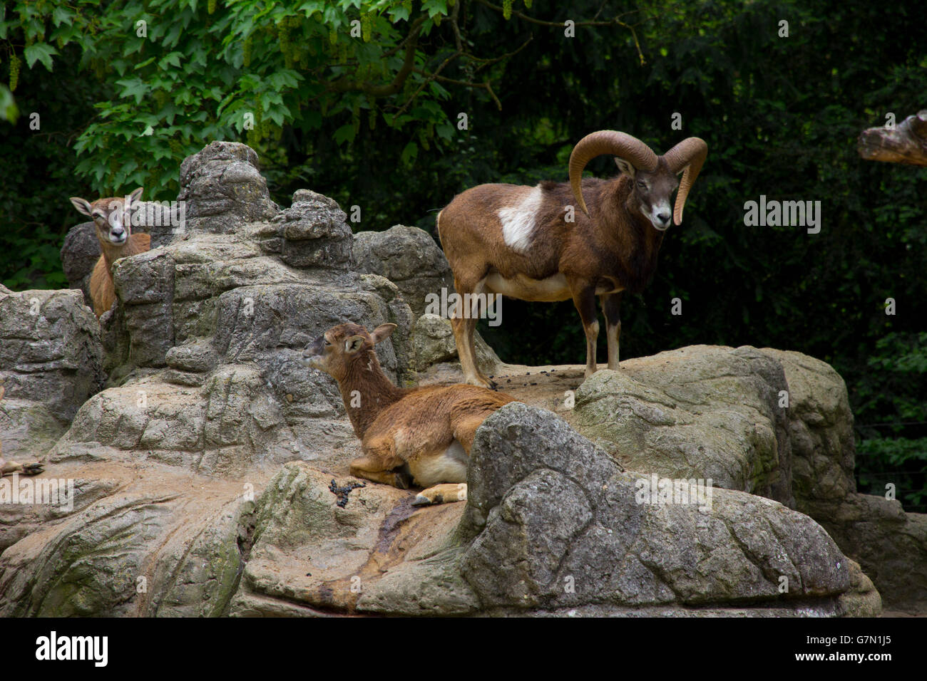 Muflone, una sottospecie di pecora selvatica, visto presso lo Zoo di Basilea, Basilea, Svizzera. Foto Stock