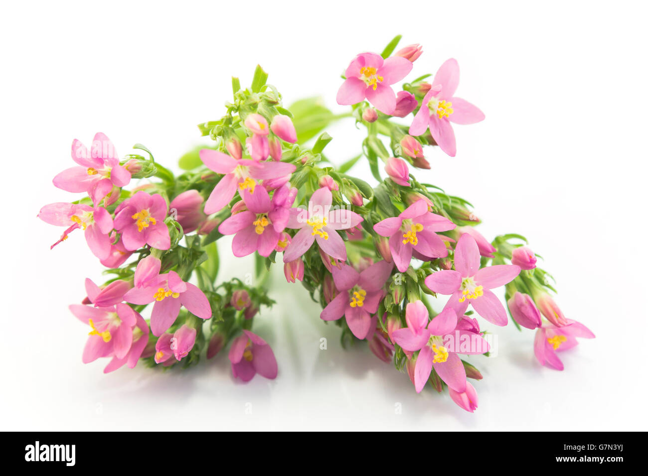 Common Centaury ( Centaurium Erythraea ) fiori. Foto Stock