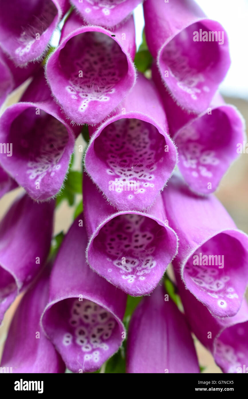 Close up foxglove flower, Digitalis purpurea Foto Stock