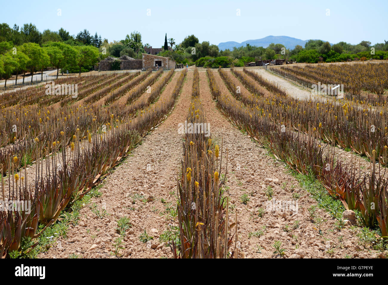 Il campo di Aloe vera in azienda agricola biologica, Mallorca, Spagna Foto Stock