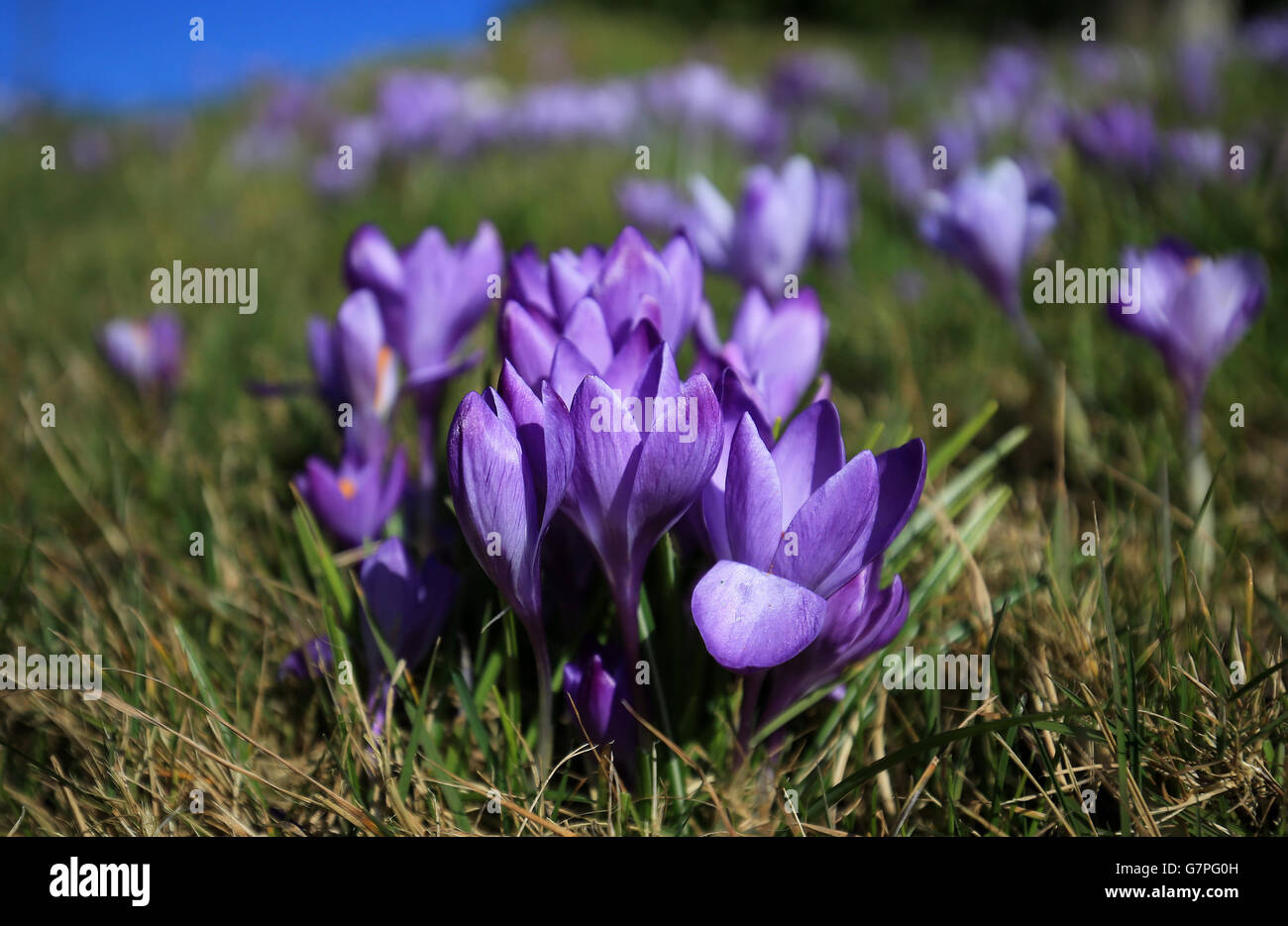 Primavera fiori al sole a Bidborough, Kent, come i previsori prevedere un fine settimana di bel tempo. Foto Stock