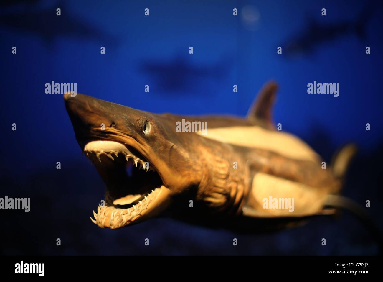Uno squalo è visto come quasi 100 animali anatomicamente dissedati in mostra a Dublino, mentre la mostra Body Worlds: Animal Inside out si apre all'Ambassador Theatre. Foto Stock