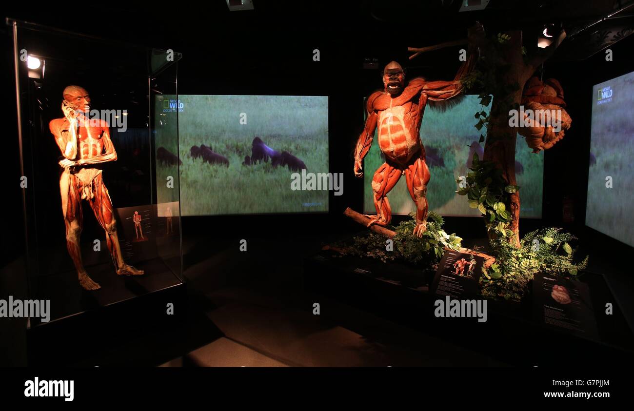 Un corpo umano accanto a un gorilla, con quasi 100 animali anatomicamente dissedati in mostra a Dublino, mentre la mostra Body Worlds: Animal Inside out si apre al Teatro Ambassador. Foto Stock