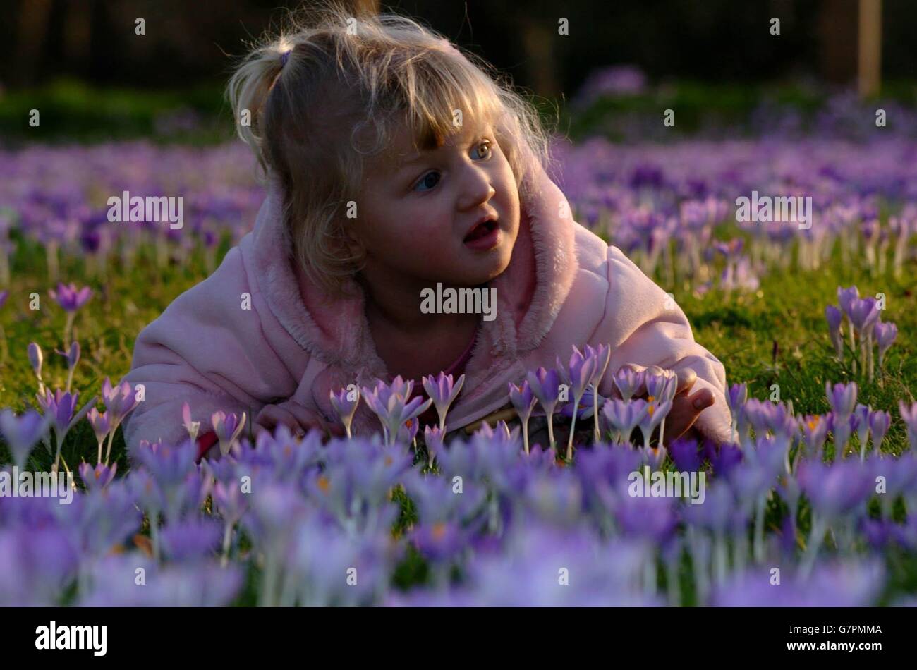 Sophie Rhodes, 2, di Cambridge, tiene un crocus come gode del sole di inizio febbraio come i primi segni di primavera appaiono nei giardini del college sulle rive della camma a Cambridge. Foto Stock