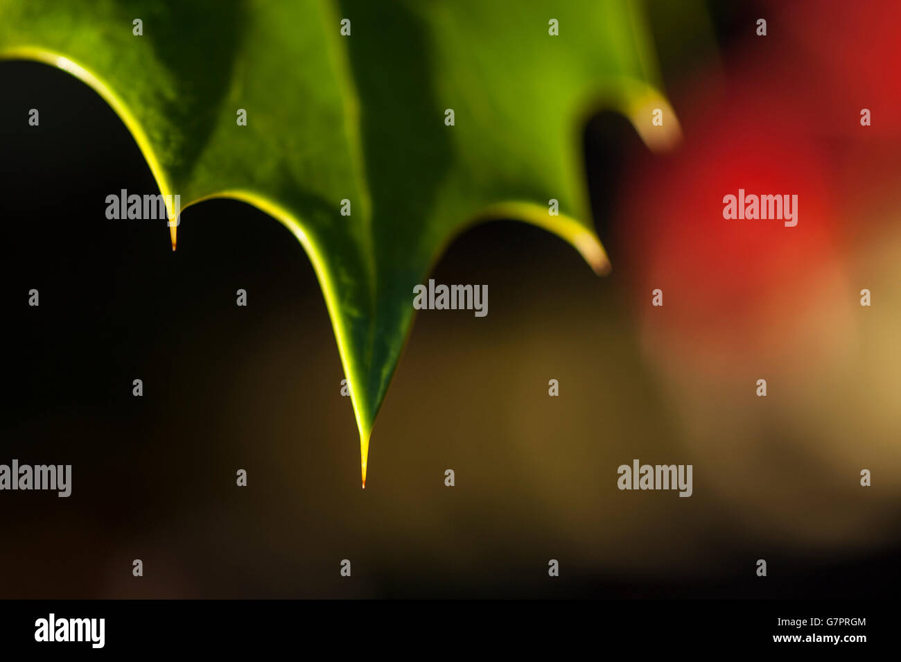 Primo piano di pianta di agrifoglio in un ambiente di foresta con la luce solare Foto Stock