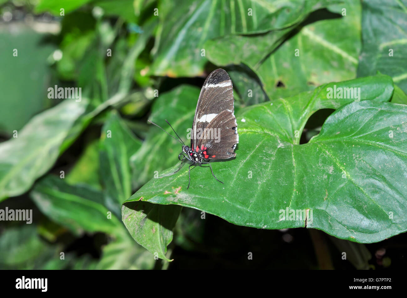 Divertenti Transandina nero Cuore di bestiame Butterfly nella foresta pluviale amazzonica seduto su una foglia, Sud America Foto Stock