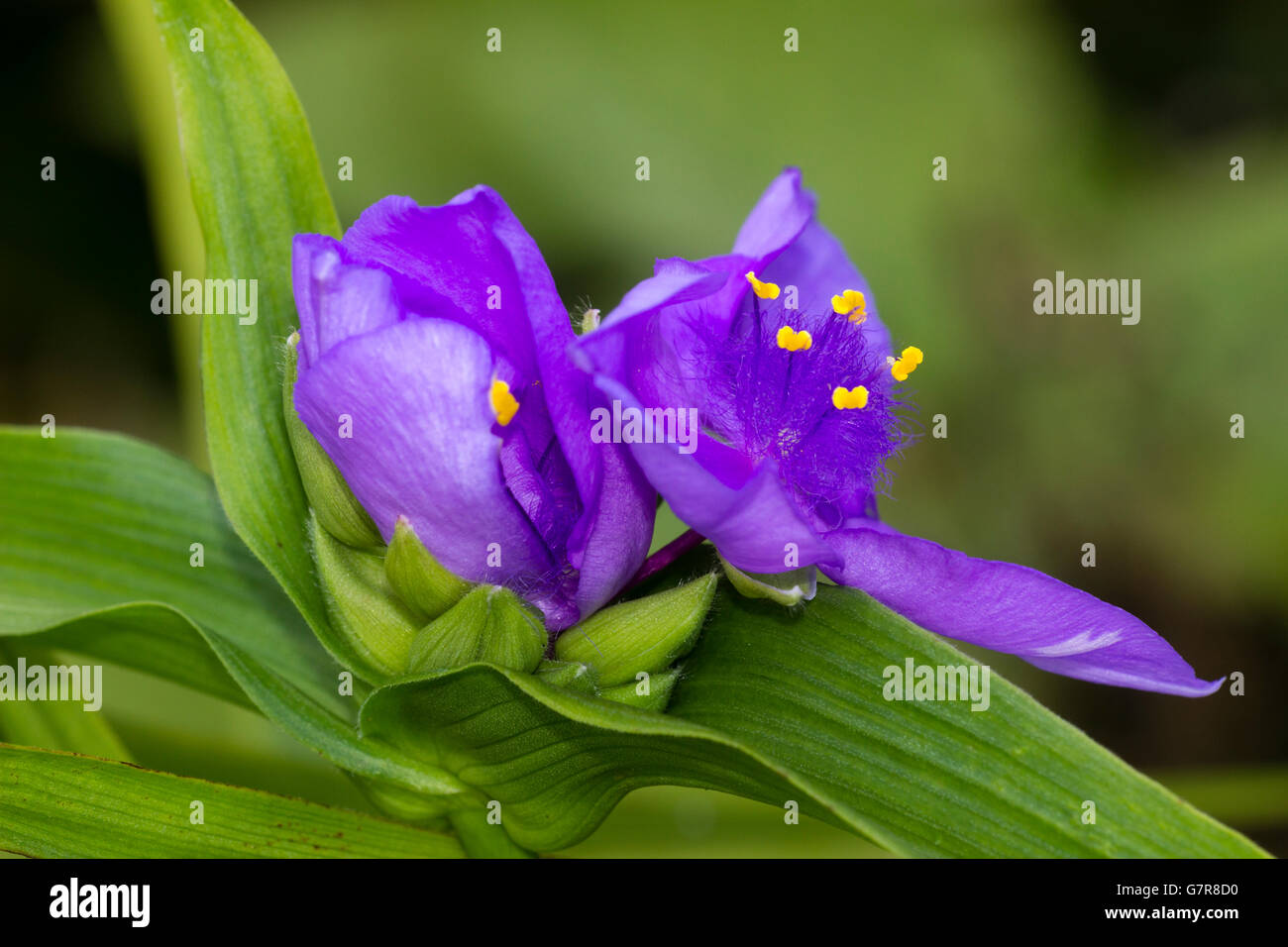 Macro close up della sorprendente fiori viola del spiderwort, Tradescantia Andersoniana Gruppo "viola" Dome Foto Stock