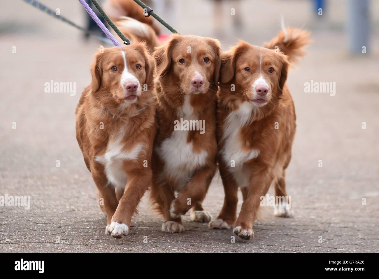 Crufts 2015 Foto Stock
