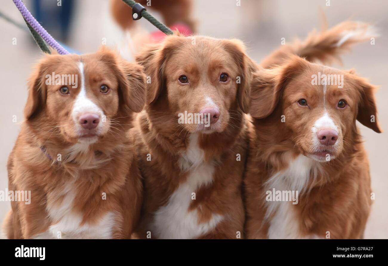 I cani arrivano per il primo giorno delle crociere 2015 al NEC, Birmingham. Data immagine: Giovedì 5 marzo 2015. Il credito fotografico dovrebbe essere: Joe Giddens/PA Wire Foto Stock