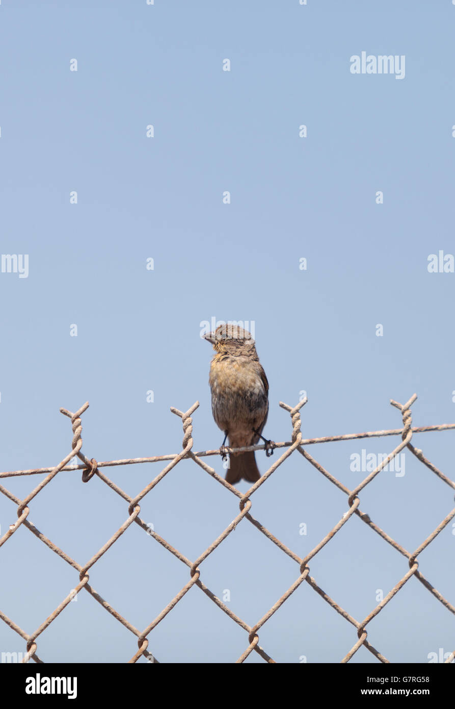 Casa femmina finch bird con un corpo marrone siede su un recinto pronto a volare in una palude nel sud della California negli Stati Uniti Foto Stock